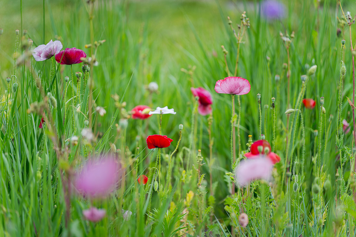 A group of pink and red flowers grow among tall green grass
