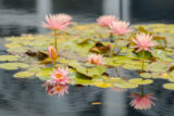 several light pink water lilies Nymphaea Colorado grow in a pool