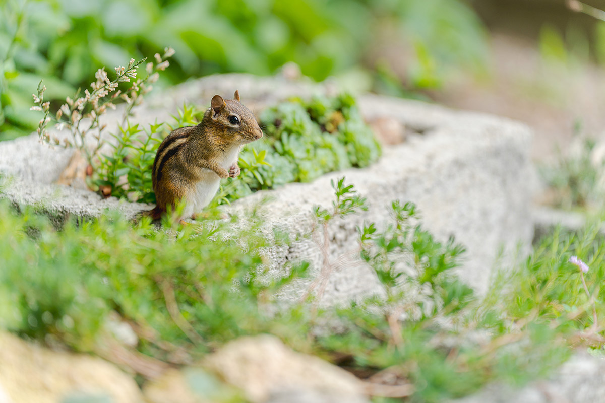 A small brown chipmunk sits on a stone planter