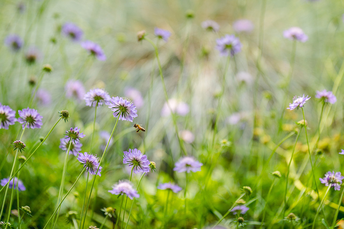 A solitary honeybee searches for nectar among purple flowers