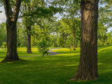 A collection of tall trees with brown bark on a grassy field