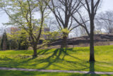 Three tall trees have begun leafing out with green foliage