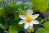 a white lotus with a bright yellow center in bloom surrounded by green leaves