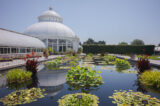 a view of the Courtyard Pool with lotuses and water lilies with the Conservatory Dome in the background