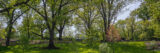 A vista of many tall trees full of green foliage in springtime