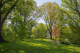 A collection of trees covered in green leaves