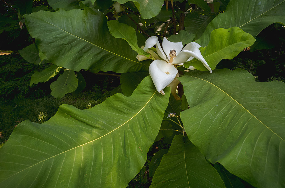 A large white flower blooms at the center of several enormous green leaves