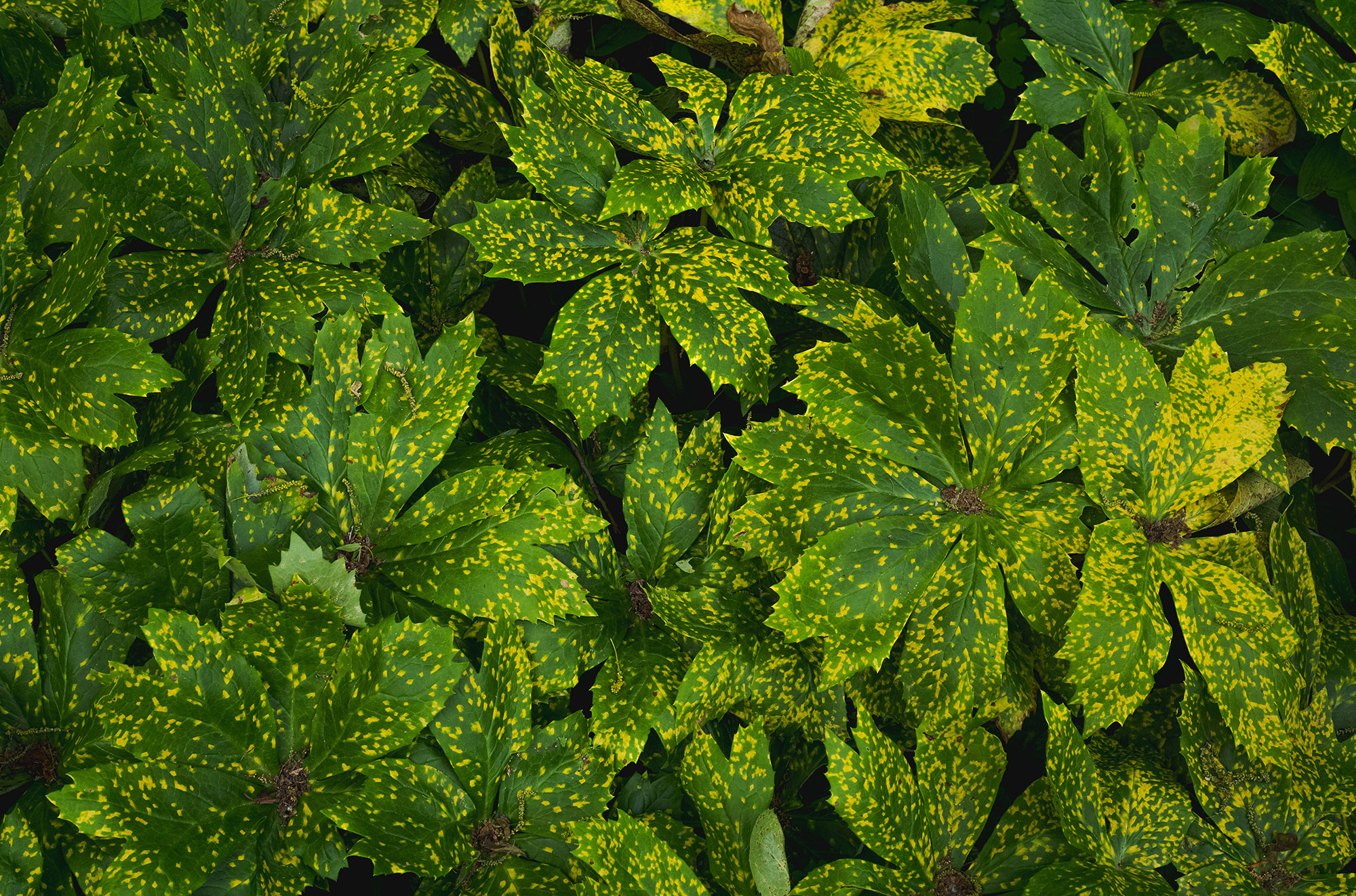 Many star-shaped green leaves speckled with yellow patterning