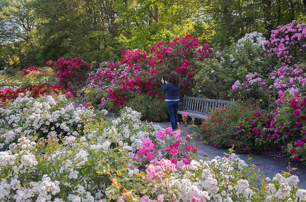 A person walks through a colorful and sunny outdoor rose garden, surrounded by flowers in reds, pinks, and whites