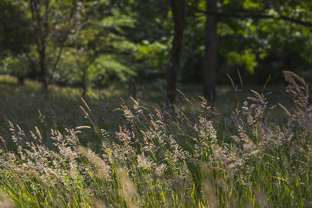 Long, waving grasses with golden seedheads bend in the sunlight