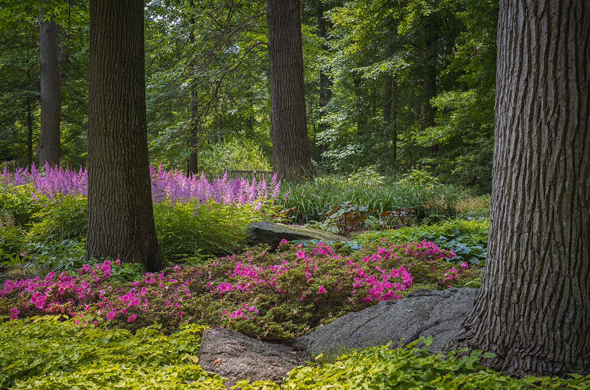 Purple flowers grow amid the understory of a green summer forest