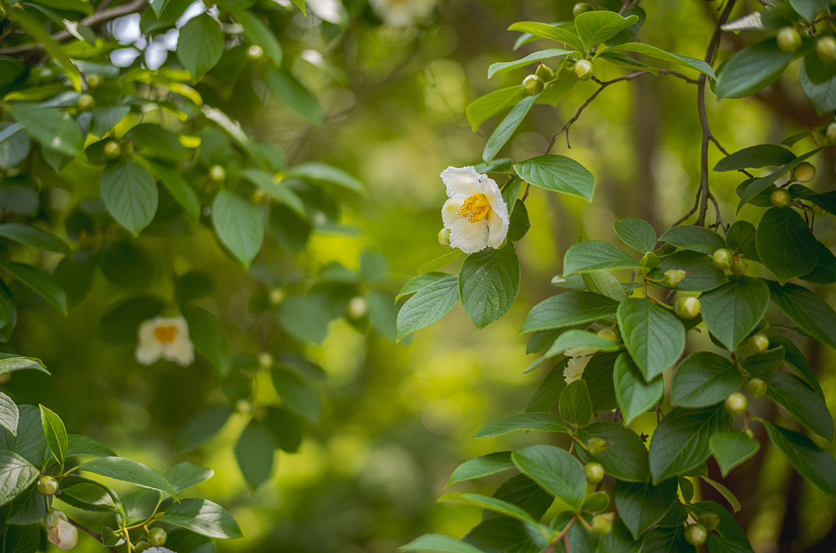 A white flower with a yellow center blooms among sunny green foliage