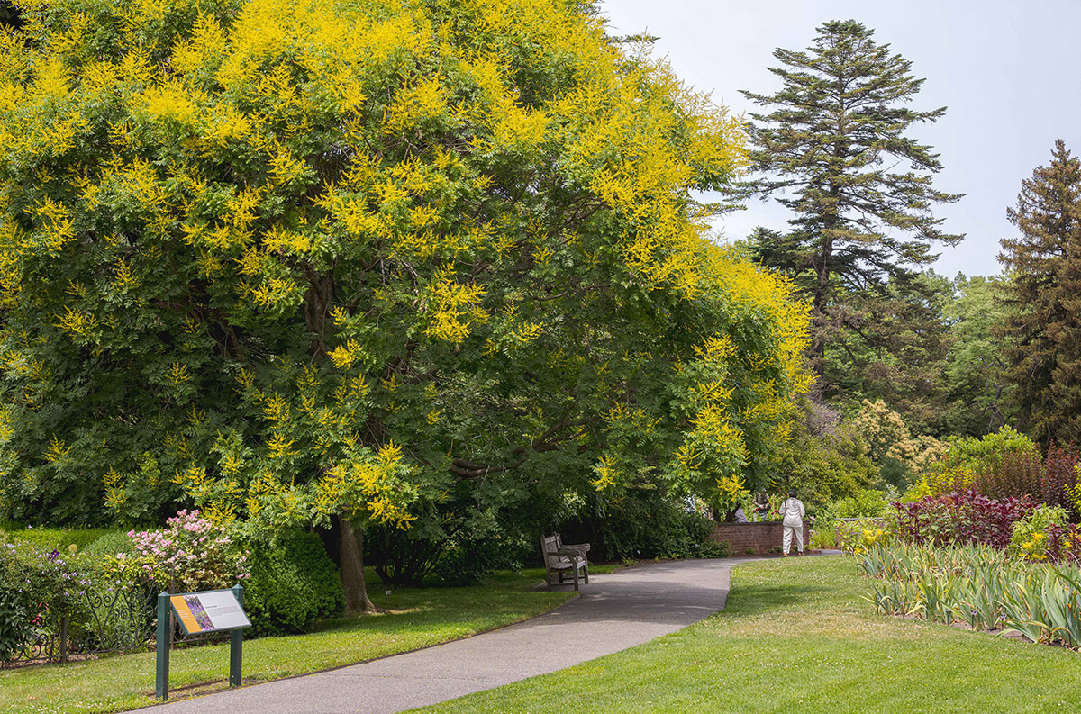 A paved path winds through a bright green outdoor garden