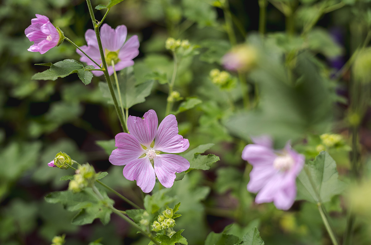 Small purple flowers bloom in abundance among green leaves