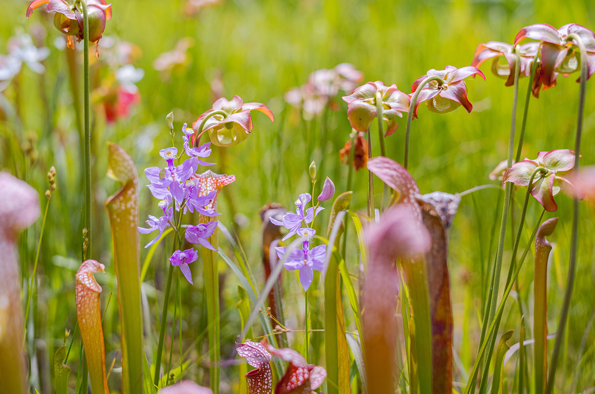 Small purple flowers bloom among tall green and red pitcher plants