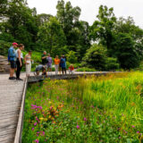 a group of people stand on the boardwalk in the Native Plant Garden looking at the grasses in the pond