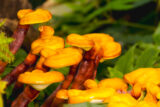a close-up shot of yellow-orange mushrooms