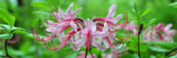 A collection of pink azalea flowers grows among green foliage