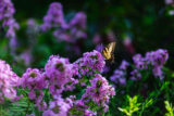 a monarch butterfly lands on a purple flower
