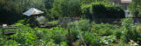 A deep green community garden full of leafy vegetables