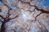 a photograph looking up to the treetop of several trees intersecting