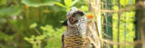 A model owl sits among plants, ready to scare off garden pests