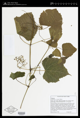 Ampelopsis cordata