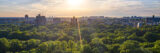 An aerial view of a thick green forest at sunset, with a city skyline visible in the distance