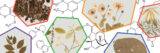 A collection of plant specimens placed within chemical composition diagrams