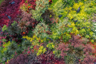 An aerial image of various green and red plants growing together.