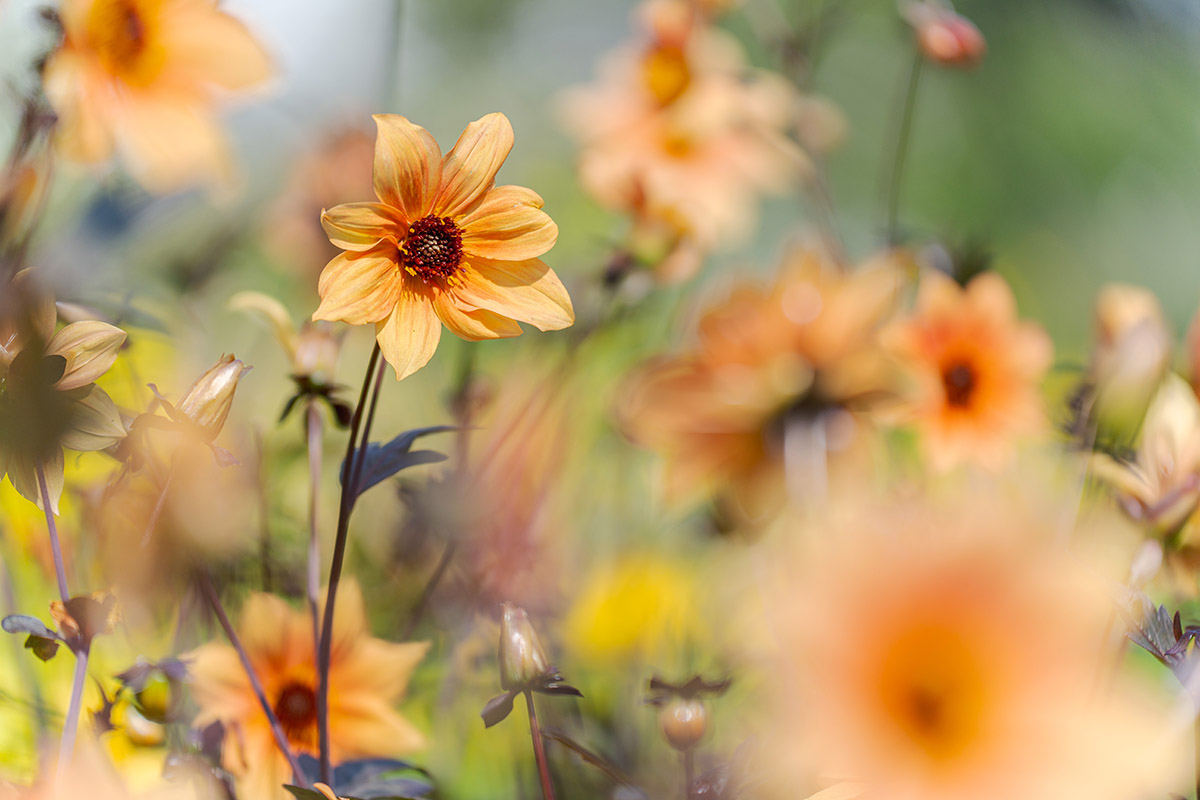 Bright orange flowers with black centers grow in the sun.