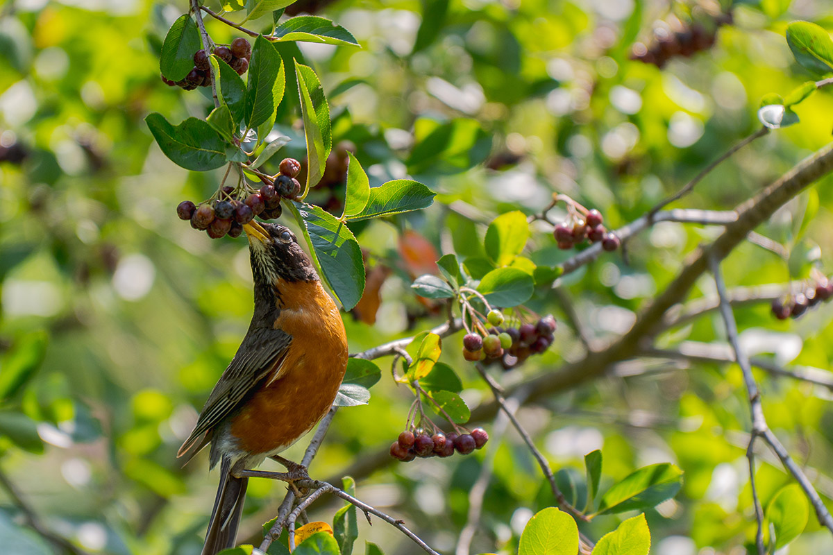 A gray and orange bird snacks on red berries among the green leaves of a shrub