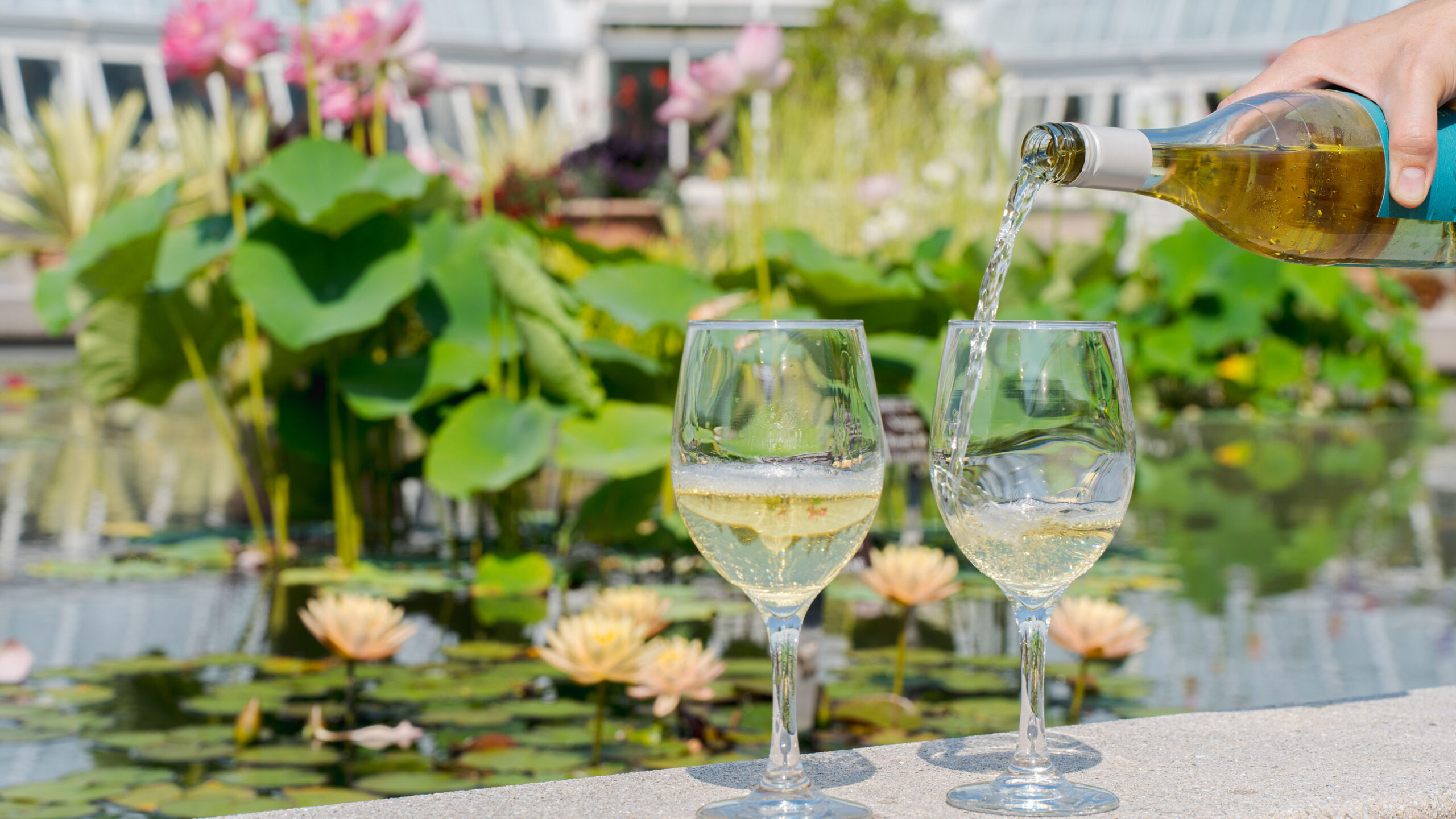 two glasses of wine on the ledge of the Conservatory Pool filed with lotuses and water lilies