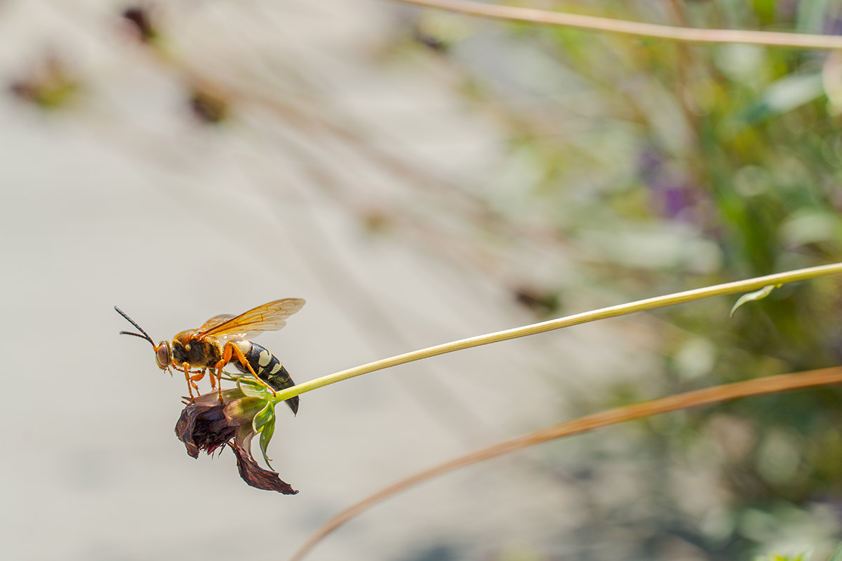 A small black and yellow winged insect perches at the end of a long flower stem