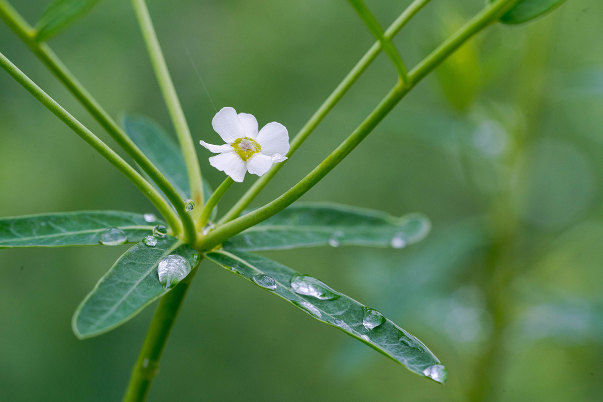 A small white flower blooms atop a green stem, its leaves covered in raindrops
