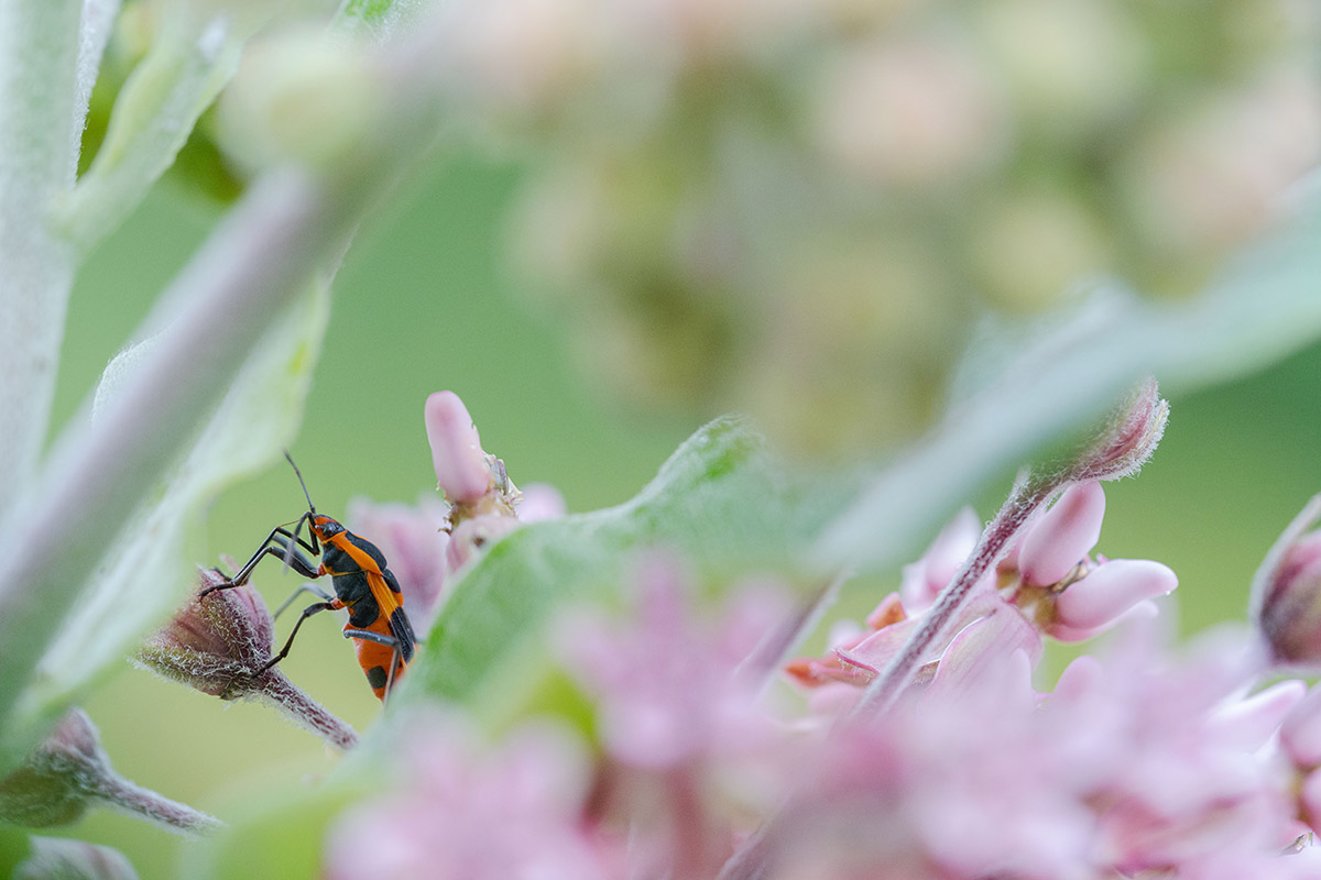 A red and black insect navigates between blooming pink flowers