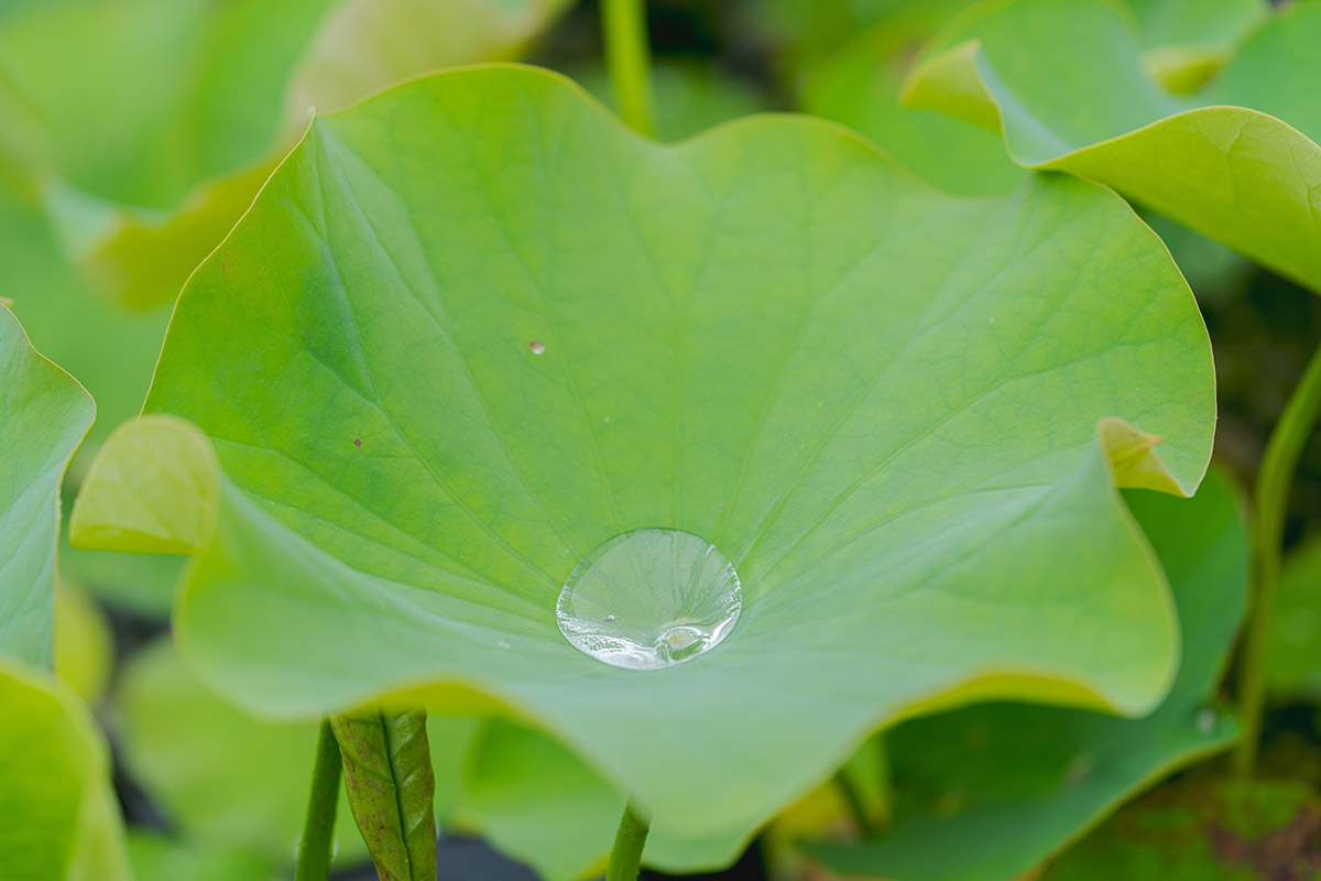 A globular puddle of water sits in the center of a large green leaf
