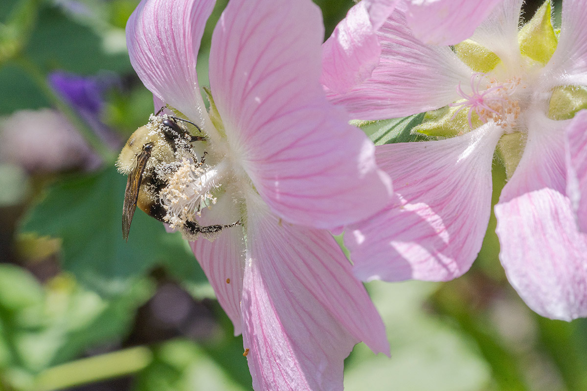A black and yellow bumblebee gathers pollen on its body as it feeds on a pink flower