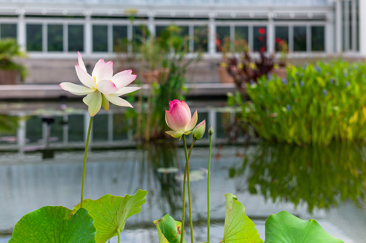 Large pink and white flowers bloom above a still pool of water