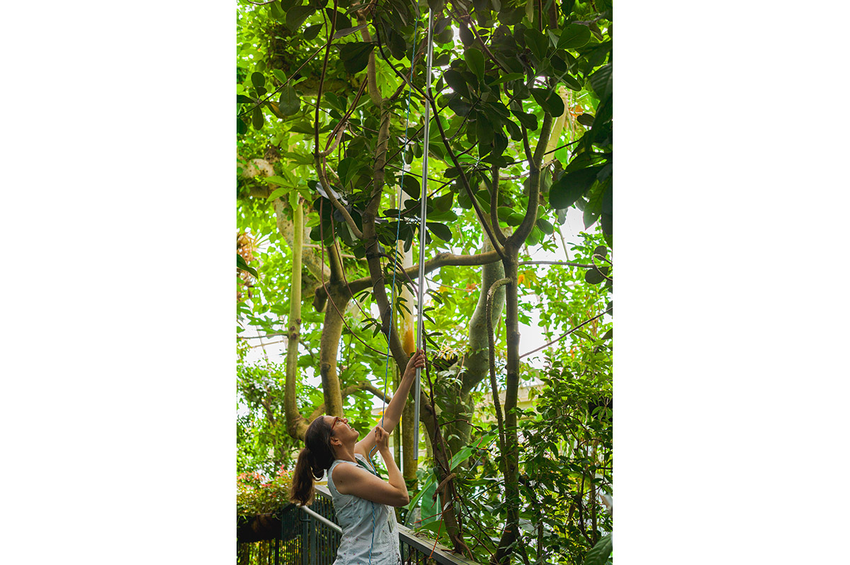 A person in a white tanktop uses a forestry tool to reach high into the green-leaved branches of a tall tree