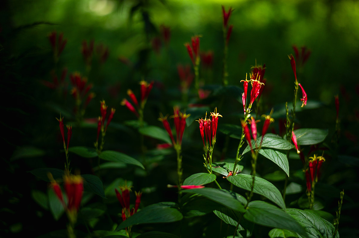 Trumpet-shaped red flowers bloom in dappled sunlight