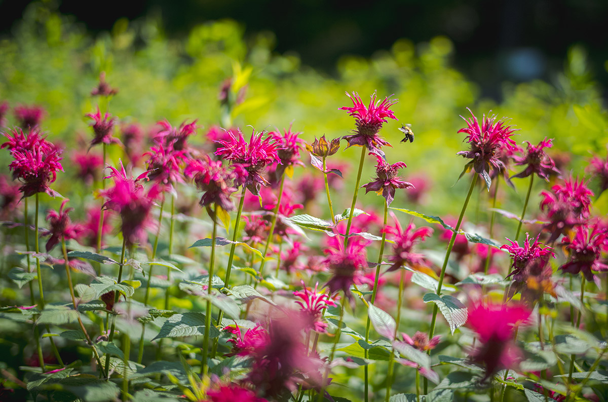 Dozens of fluffy fuchsia flowers reach toward the sun as bees maneuver between them.