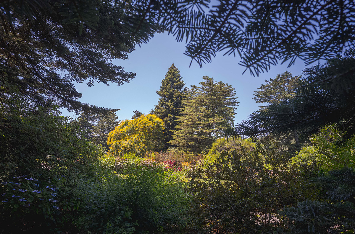 A view of evergreen trees in the sun through a series of shady branches