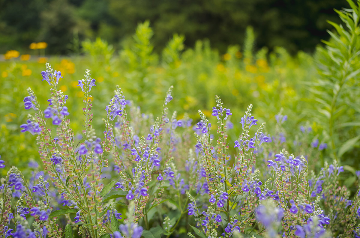 Meadow flowers bloom in orange and purple among green foliage