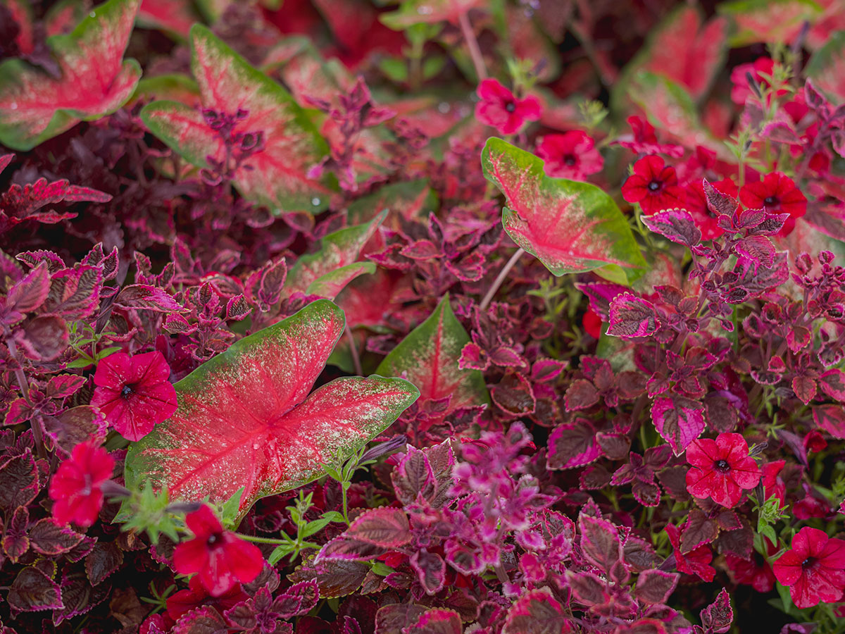 Big leaves with red interiors outlined with green surrounded by red leaves and red flowers.