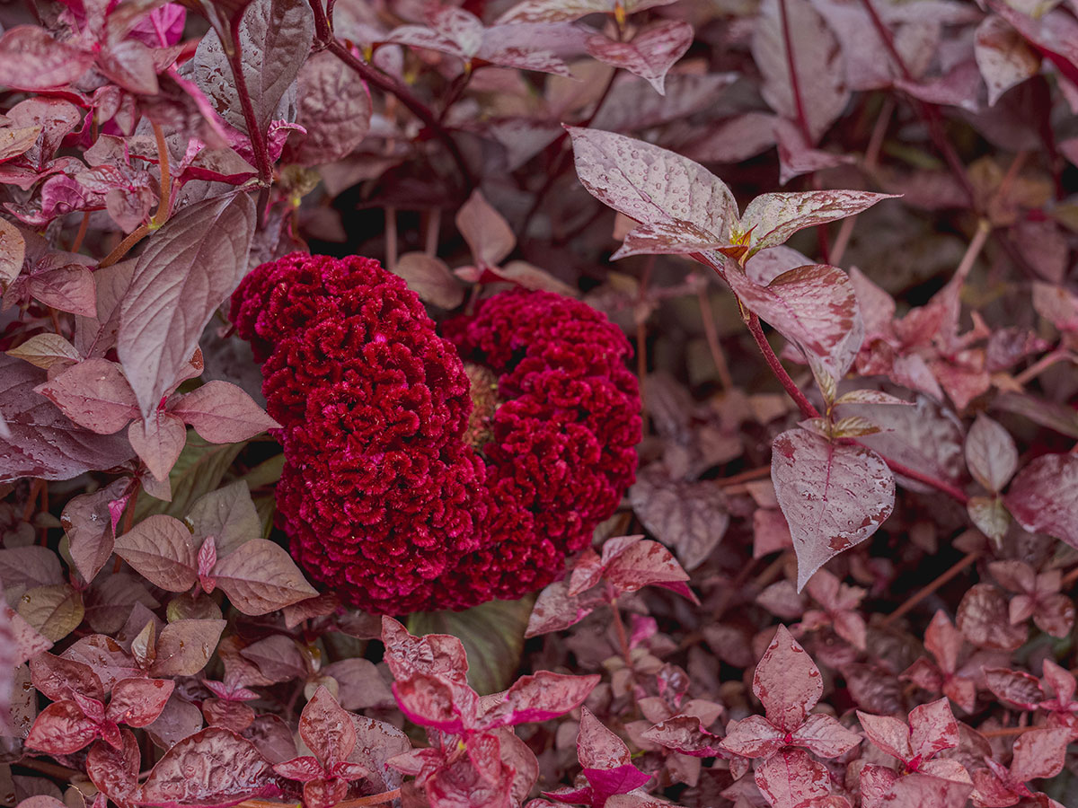 A red flower with many layers and crevasses surrounded by dark red leaves.