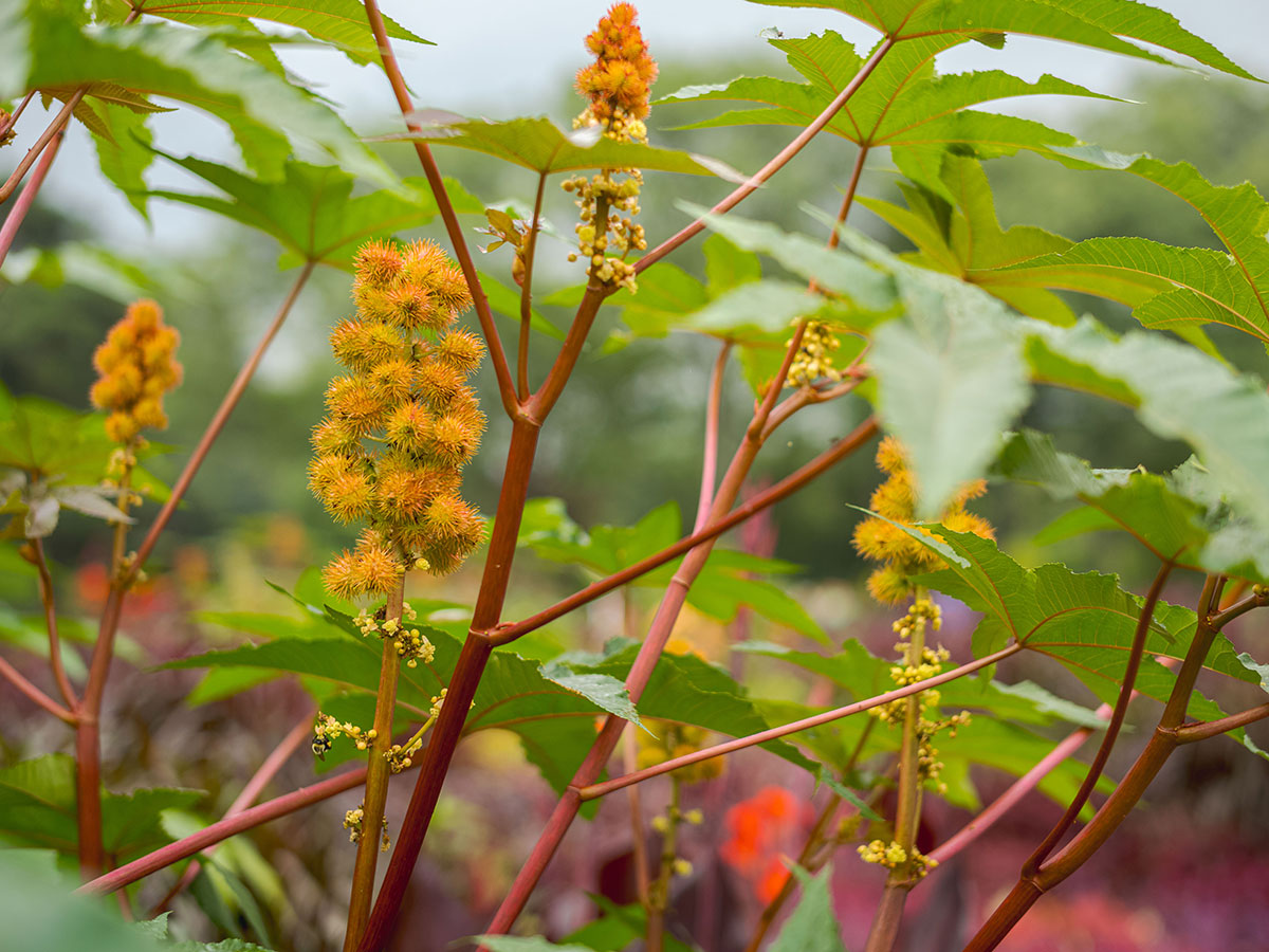 A plant with green leaves and orange spiked seed pods.