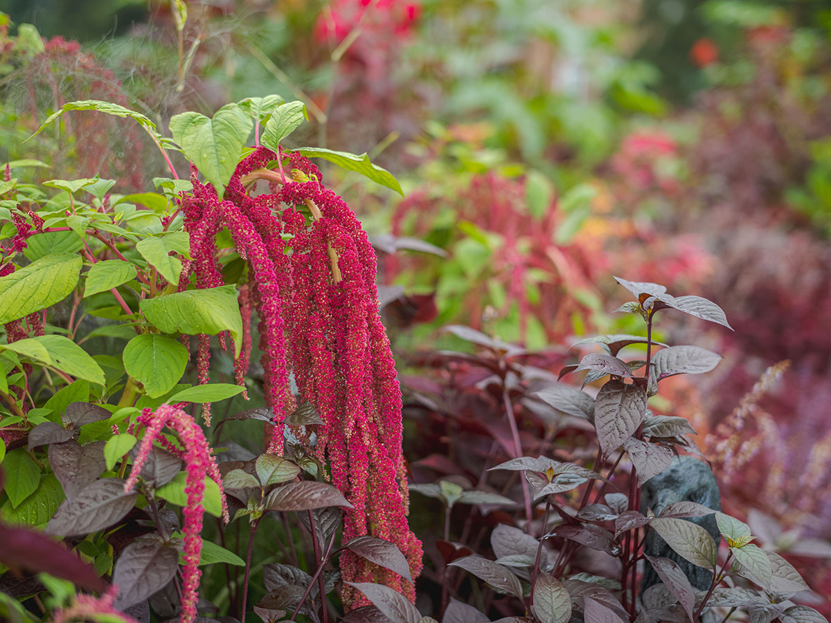 A plant with drooping red flowers surrounded by green leaves.