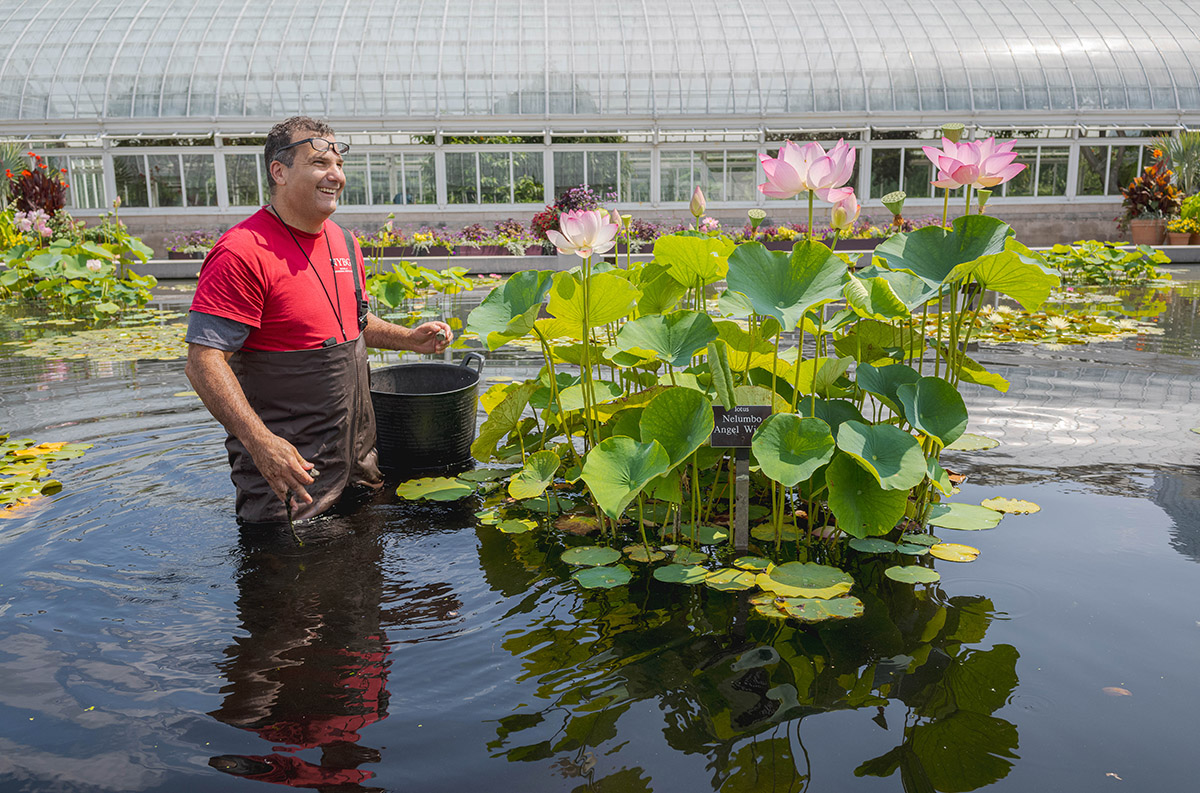 A person in a red T-shirt and rubber wading pants waters a large aquatic plant with pink flowers