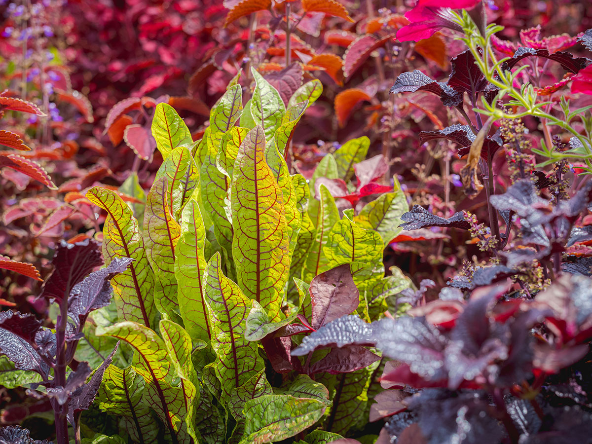 A green-leafed plant with red veins surrounded by various red leaves.